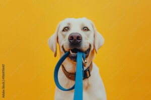 Adorable dog holding leash in mouth on yellow background