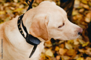 Dog with Electric shock collar on outdoor.