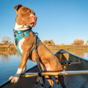 pit bull terrier dog in a canoe